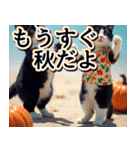 飛び出す★夏を感じる・ハチワレ猫・挨拶（個別スタンプ：24）