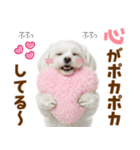 毎日使える！感情ゆたかで可愛いマルチーズ（個別スタンプ：1）