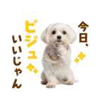 毎日使える！感情ゆたかで可愛いマルチーズ（個別スタンプ：2）