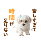 毎日使える！感情ゆたかで可愛いマルチーズ（個別スタンプ：3）