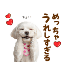 毎日使える！感情ゆたかで可愛いマルチーズ（個別スタンプ：4）