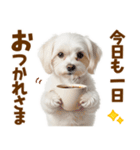 毎日使える！感情ゆたかで可愛いマルチーズ（個別スタンプ：5）