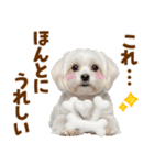 毎日使える！感情ゆたかで可愛いマルチーズ（個別スタンプ：6）