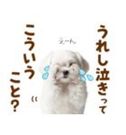 毎日使える！感情ゆたかで可愛いマルチーズ（個別スタンプ：7）