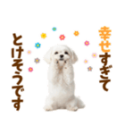 毎日使える！感情ゆたかで可愛いマルチーズ（個別スタンプ：8）