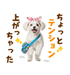 毎日使える！感情ゆたかで可愛いマルチーズ（個別スタンプ：9）