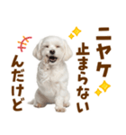毎日使える！感情ゆたかで可愛いマルチーズ（個別スタンプ：10）
