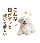 毎日使える！感情ゆたかで可愛いマルチーズ（個別スタンプ：11）
