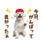 毎日使える！感情ゆたかで可愛いマルチーズ（個別スタンプ：12）