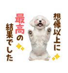 毎日使える！感情ゆたかで可愛いマルチーズ（個別スタンプ：13）