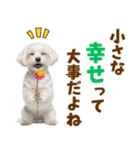 毎日使える！感情ゆたかで可愛いマルチーズ（個別スタンプ：14）