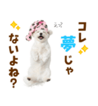 毎日使える！感情ゆたかで可愛いマルチーズ（個別スタンプ：15）
