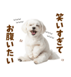 毎日使える！感情ゆたかで可愛いマルチーズ（個別スタンプ：16）