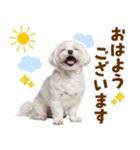 毎日使える！感情ゆたかで可愛いマルチーズ（個別スタンプ：17）