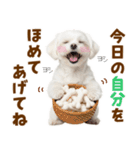 毎日使える！感情ゆたかで可愛いマルチーズ（個別スタンプ：18）