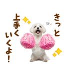 毎日使える！感情ゆたかで可愛いマルチーズ（個別スタンプ：19）