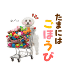 毎日使える！感情ゆたかで可愛いマルチーズ（個別スタンプ：20）