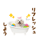 毎日使える！感情ゆたかで可愛いマルチーズ（個別スタンプ：21）