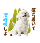 毎日使える！感情ゆたかで可愛いマルチーズ（個別スタンプ：22）