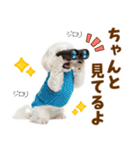 毎日使える！感情ゆたかで可愛いマルチーズ（個別スタンプ：23）