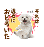 毎日使える！感情ゆたかで可愛いマルチーズ（個別スタンプ：24）