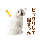 毎日使える！感情ゆたかで可愛いマルチーズ（個別スタンプ：25）
