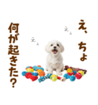 毎日使える！感情ゆたかで可愛いマルチーズ（個別スタンプ：26）