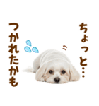 毎日使える！感情ゆたかで可愛いマルチーズ（個別スタンプ：28）