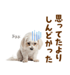 毎日使える！感情ゆたかで可愛いマルチーズ（個別スタンプ：29）