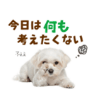 毎日使える！感情ゆたかで可愛いマルチーズ（個別スタンプ：30）