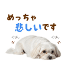毎日使える！感情ゆたかで可愛いマルチーズ（個別スタンプ：31）
