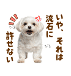 毎日使える！感情ゆたかで可愛いマルチーズ（個別スタンプ：32）
