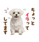 毎日使える！感情ゆたかで可愛いマルチーズ（個別スタンプ：33）