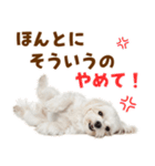 毎日使える！感情ゆたかで可愛いマルチーズ（個別スタンプ：34）
