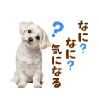 毎日使える！感情ゆたかで可愛いマルチーズ（個別スタンプ：35）