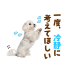 毎日使える！感情ゆたかで可愛いマルチーズ（個別スタンプ：36）