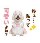 毎日使える！感情ゆたかで可愛いマルチーズ（個別スタンプ：37）