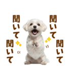 毎日使える！感情ゆたかで可愛いマルチーズ（個別スタンプ：38）