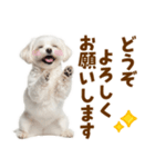 毎日使える！感情ゆたかで可愛いマルチーズ（個別スタンプ：39）