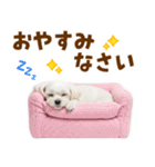 毎日使える！感情ゆたかで可愛いマルチーズ（個別スタンプ：40）
