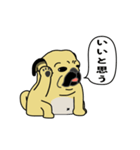 糸吉 パグ スタンプ 2（個別スタンプ：3）