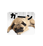 動くパグのもんちゃん 日常編（個別スタンプ：6）