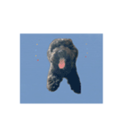 チョーやんちゃ犬うに君のかけ声（個別スタンプ：1）