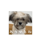 エル氏(9ヶ月記念)（個別スタンプ：10）