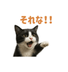 リアルでかわいい猫さんのスタンプ（個別スタンプ：2）