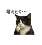リアルでかわいい猫さんのスタンプ（個別スタンプ：3）