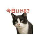 リアルでかわいい猫さんのスタンプ（個別スタンプ：4）
