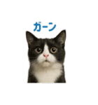 リアルでかわいい猫さんのスタンプ（個別スタンプ：5）