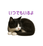 リアルでかわいい猫さんのスタンプ（個別スタンプ：6）