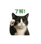 リアルでかわいい猫さんのスタンプ（個別スタンプ：7）
